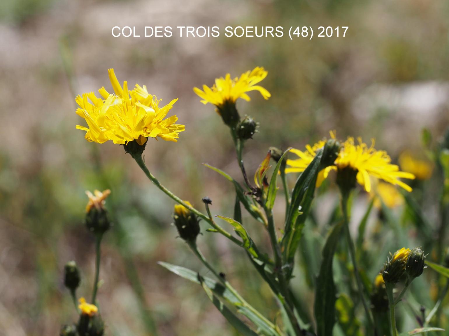 Hawkweed, Leafy